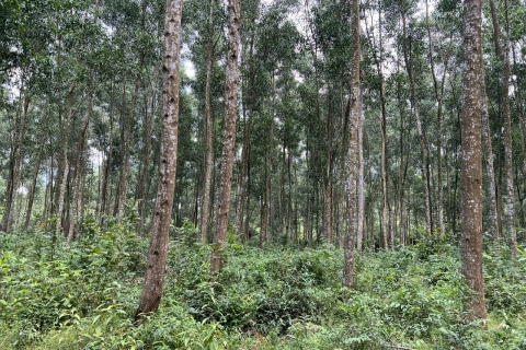 Gỗ rừng trồng FSC: Chìa khóa thành công của doanh nghiệp